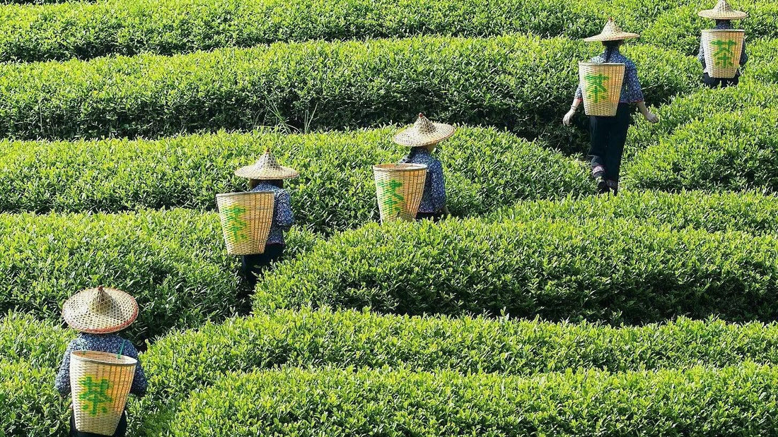 Tea fields connected to the family tea heritage behind et moi cha matcha