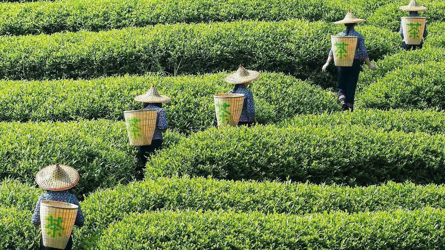 Tea fields connected to the family tea heritage behind et moi cha matcha